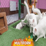 Thổ Nhĩ Kỳ nỗ lực bảo tồn giống mèo Van đặc hữu