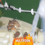 Chú ''Bướm vũ trụ" lột kén thành công ngoài không gian