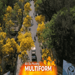 Check-in ngay cung đường hoa phong linh rực sắc vàng tại Vũng Tàu