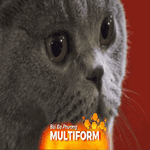 Rumani: Triển lãm mèo SofistiCat thu hút hàng ngàn người yêu mèo