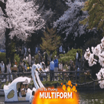 Hoa anh đào nở sớm tại Nhật Bản