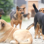 Người chung quanh ta - Tập 21: Sân nhà nhiều chó, nơi những sinh linh bé nhỏ được yêu thương