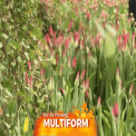 Nga: Triệu đóa tulip mừng Ngày Quốc tế Phụ nữ 8/3