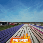 Hoa tulip và thủy tiên nở rộ trên khắp Hà Lan