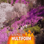 Hàn Quốc: Lễ hội hoa đỗ quyên trên núi Wonmisan