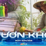 Vươn khơi - Ngày 15/4/2026 |Hiệu quả kinh tế từ mô hình trồng cà chua trong nhà màng