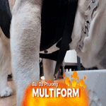 Mỹ: Cún cưng trải nghiệm dịch vụ cao cấp