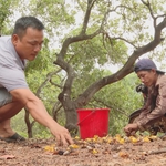 Giá hạt điều cao kỉ lục trên thị trường, tạo động lực cho nông dân