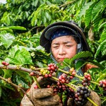 Giá cà phê và hồ tiêu đồng loạt tăng