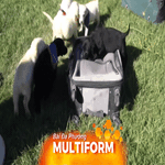 Chile: Huấn luyện chó nghiệp vụ ngay khi chào đời