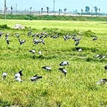 Xuất hiện loài chim quý hiếm trong Sách đỏ Việt Nam