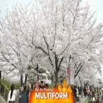 Hàn Quốc: Hoa anh đào báo hiệu mùa xuân tại Seoul