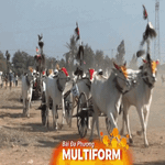 Campuchia: Lễ hội đua bò mừng Tết cổ truyền