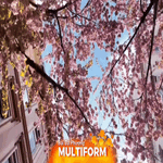 Đức: Mùa hoa anh đào nở rộ thu hút du khách