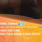 Giá heo hơi cao nhưng dịch bệnh cũng phức tạp