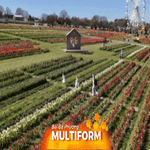 Ngắm tulip nở rộ tại lễ hội Tulleys Tulip Fest ở Anh
