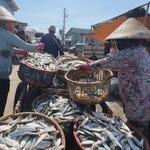 Ngư dân Long Hải rộn ràng mùa khai thác cá trích