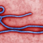 Bộ Y tế tăng cường giám sát trước nguy cơ dịch Ebola