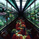 Nhật Bản: Sức sống bền bỉ của bộ ảnh "Cô gái thang máy" (Elevator Girls)