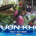 Vươn khơi - Ngày 21/7/2026 | "Cháy hàng" cây giống ca cao