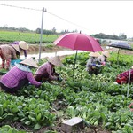 Hơn 51.000 lượt hộ nghèo được vay vốn tín dụng chính sách