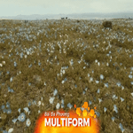 Chile: Sắc hoa rực rỡ giữa sa mạc khô cằn Atacama