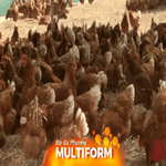 Australia xác nhận đợt chim hoang dã chết hàng loạt đầu tiên do cúm H5N1
