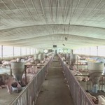 TP. Hồ Chí Minh chủ động phòng, chống dịch bệnh trên vật nuôi
