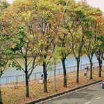 TP. Hồ Chí Minh: Giới trẻ rủ nhau săn lá vàng trên con đường ven kênh