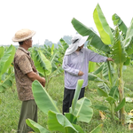 Nông nghiệp tuần hoàn từ cây chuối hột | Cùng HTV hành động xanh - Tập 15