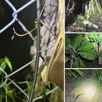 2 anh em tử vong trong vườn dừa, nghi do điện giật