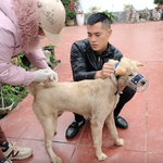 Chó dại tấn công 14 người tại trường học, Quảng Ninh khẩn cấp rà soát