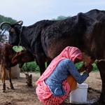 Phát hiện virus cúm gia cầm H5N1 trong sữa tươi