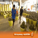 Nắng nóng gây khó khăn cho người trồng sầu riêng Thái Lan