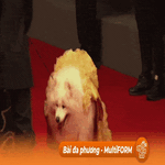 Các "ngôi sao bốn chân" tỏa sáng tại LHP Cannes 2024