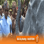 Nigeria tăng cường đối phó nạn buôn bán động vật hoang dã