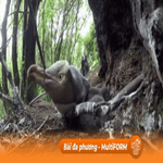 New Zealand tôn vinh chim cánh cụt quý hiếm nhất thế giới