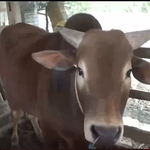 Các địa phương chống rét cho đàn gia súc