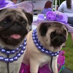 Mỹ: Triển lãm cún cưng thường niên Westminster Kennel Club