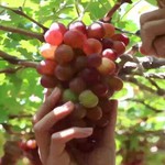 Ninh Thuận: Du khách trải nghiệm hái nho, chụp hình dịp nghỉ lễ 2/9