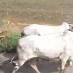 Hội đua bò và cấy mạ chùa Rô mừng lễ Sen Dolta của đồng bào Khmer