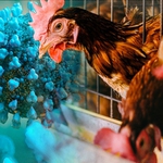 TP.HCM: Tăng cường phòng, chống bệnh cúm A (H5N1)