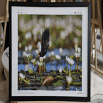 Phát động cuộc thi và triển lãm ảnh "Chim hoang dã Việt Nam"