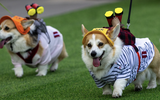 Sôi động cuộc thi đua Corgi quốc tế - Nơi những đôi chân ngắn tỏa sáng