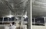 Đồng Nai tạm giữ hơn 3.900 con heo để xác minh chất cấm