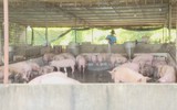 Xã Xuân Sơn khẩn trương khống chế dịch tả heo châu Phi