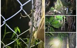 2 anh em tử vong trong vườn dừa, nghi do điện giật