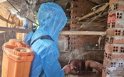 Mẫu xác heo thả trôi trên mương tại Đắk Lắk dương tính với vi rút dịch tả heo châu Phi