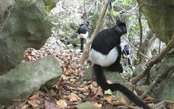 Hành trình bẫy ảnh phát hiện quần thể voọc mông trắng mới nhất ở Việt Nam