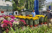 Mùa hoa Tết tại TP.Hồ Chí Minh: đa dạng mẫu mã, giá từ 70 nghìn đồng